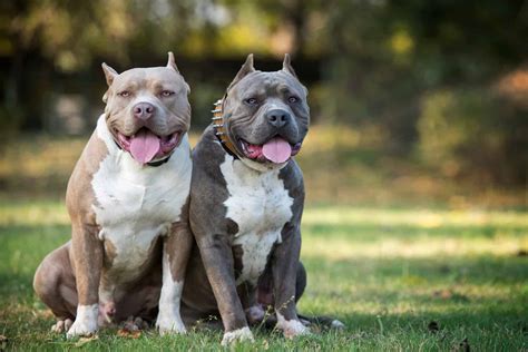 When fully grown, they grow about 15 to 24 inches in height and weigh about 30 to 80 pounds. . Blue gotti pitbull